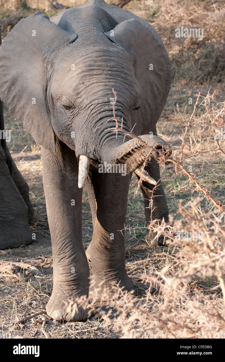 Bébé éléphant sauvage de manger avec des ronces tusk n Masai Mara, Afrique de l'Est debout portrait Banque D'Images