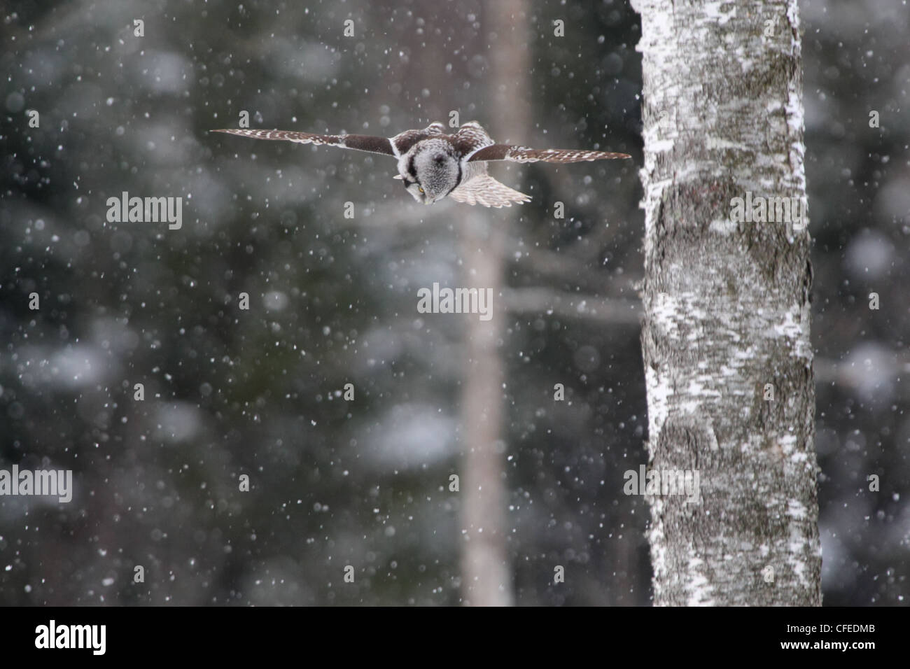 Chouette épervière en chasse neige Banque D'Images