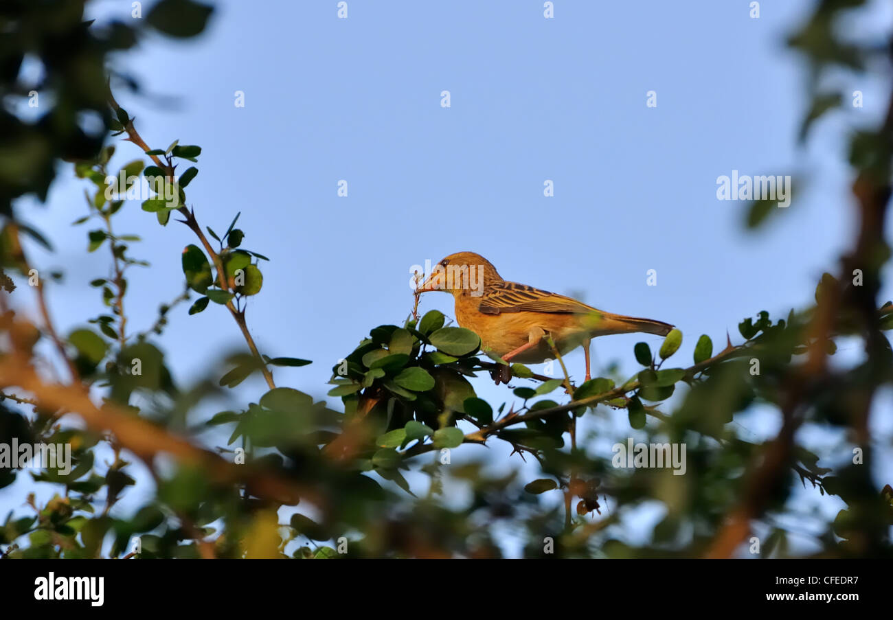 Oiseau Baya Weaver Bird Femme Perché Sur Un Arbre Avec