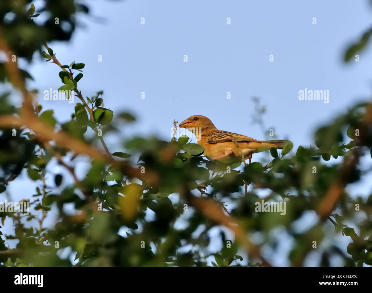 Un Baya Weaver Bird perché sur un arbre avec des feuilles vertes Banque D'Images