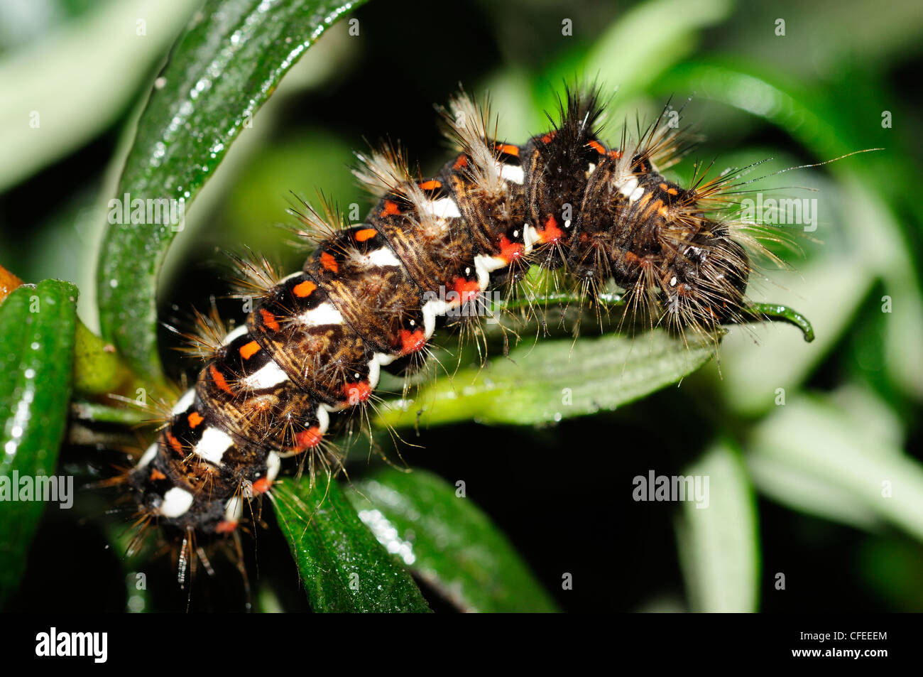 Noeud papillon d'herbe (Acronicta rumicis) Caterpillar Banque D'Images