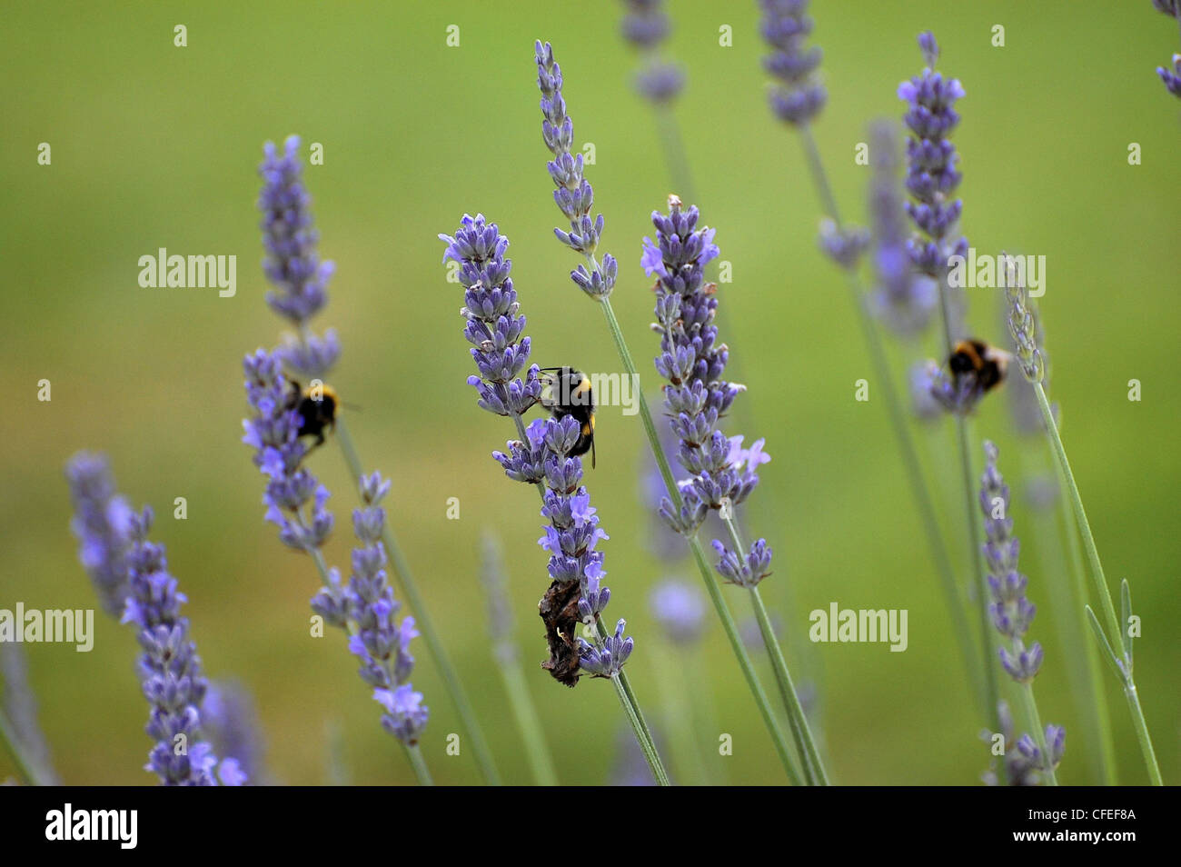 Les abeilles sur les fleurs pédonculées Banque D'Images