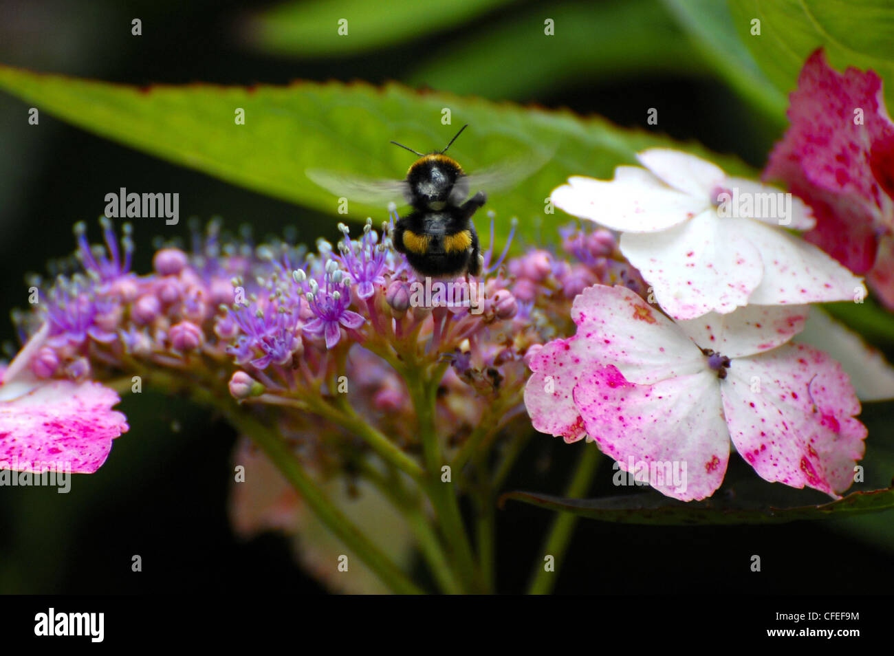 Bumblebee sur petites fleurs pollen extraction Banque D'Images