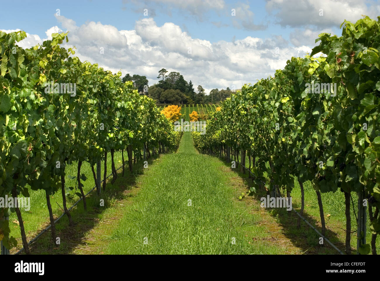 Rangées de vignes dans un vignoble de plus en plus sur les hautes terres du sud de la Nouvelle Galles du Sud, Australie Banque D'Images