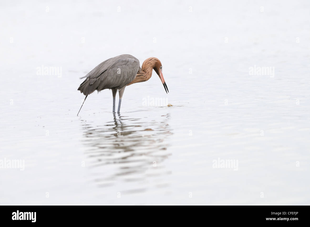 Aigrette garzette Egretta rufescens, rougeâtre, dans les eaux peu profondes des marais et lagune de Fort de Soto à poisson, Florida, USA Banque D'Images