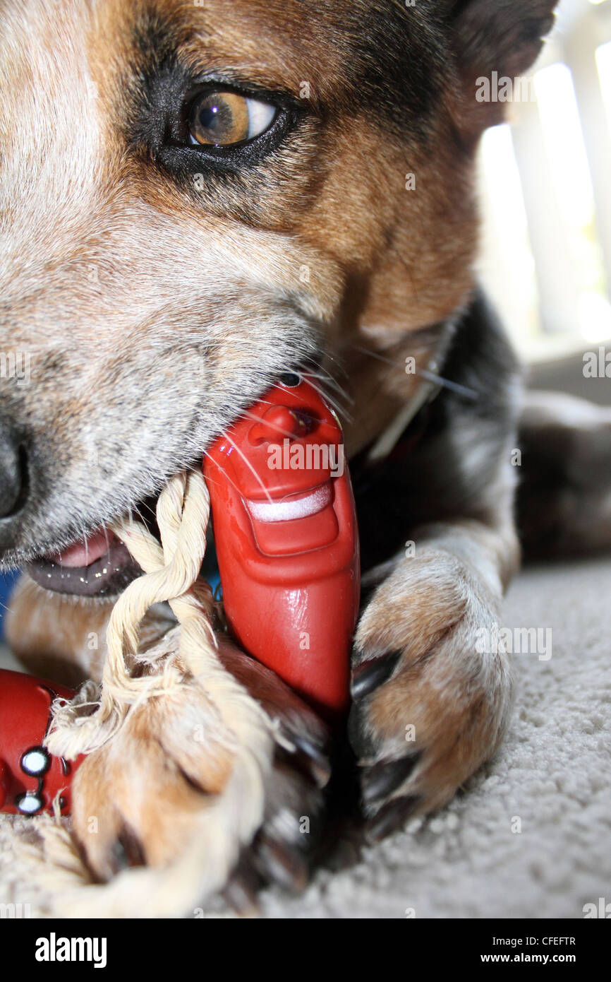 CLOSE UP D'UN BOVIN CHIEN À MÂCHER SUR UN JOUET EN PLASTIQUE EN FORME DE SAUCISSE BDA VERTICALE Banque D'Images