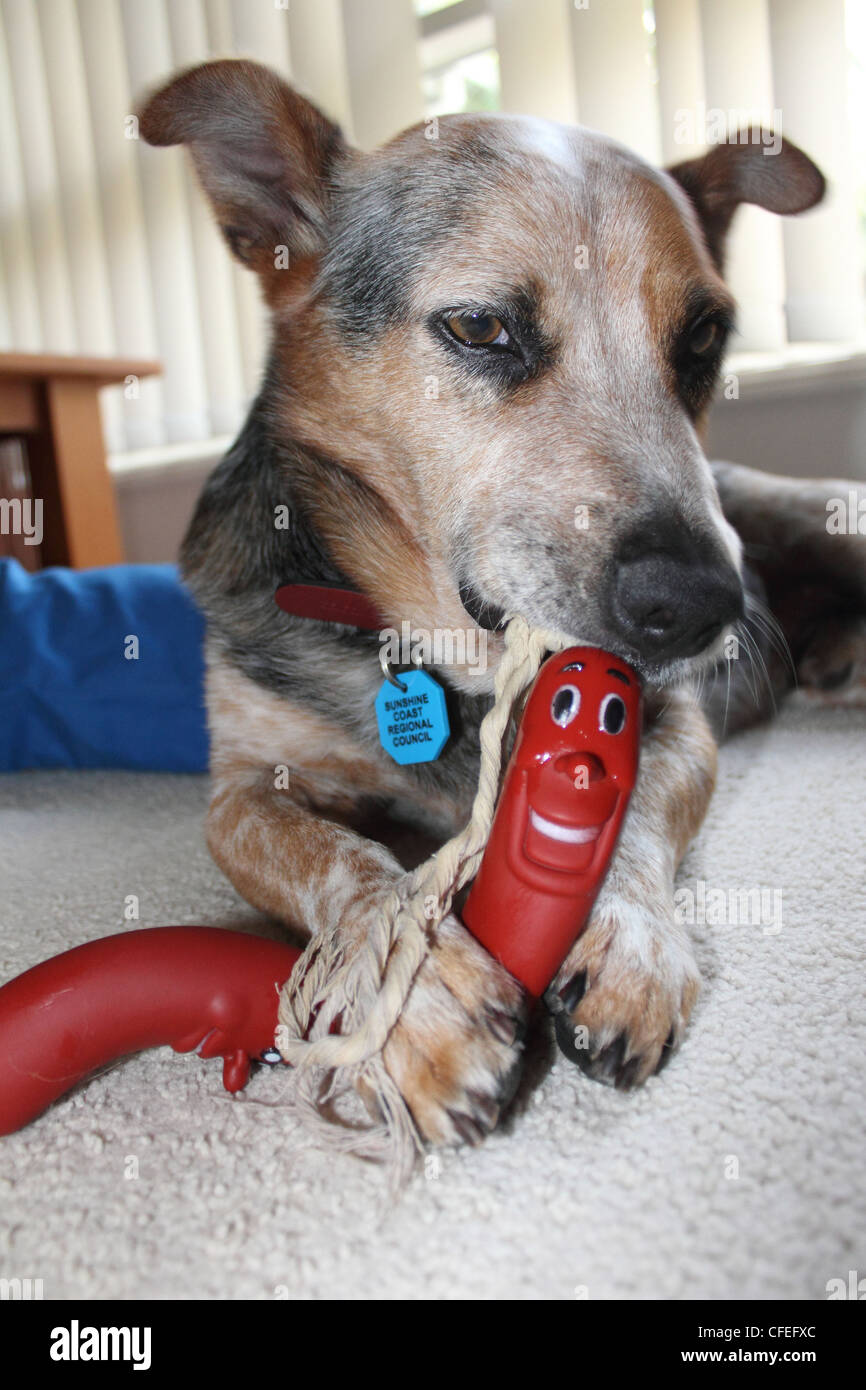 CLOSE UP D'UN BOVIN CHIEN À MÂCHER SUR UN JOUET EN PLASTIQUE EN FORME DE SAUCISSE BDA VERTICALE Banque D'Images
