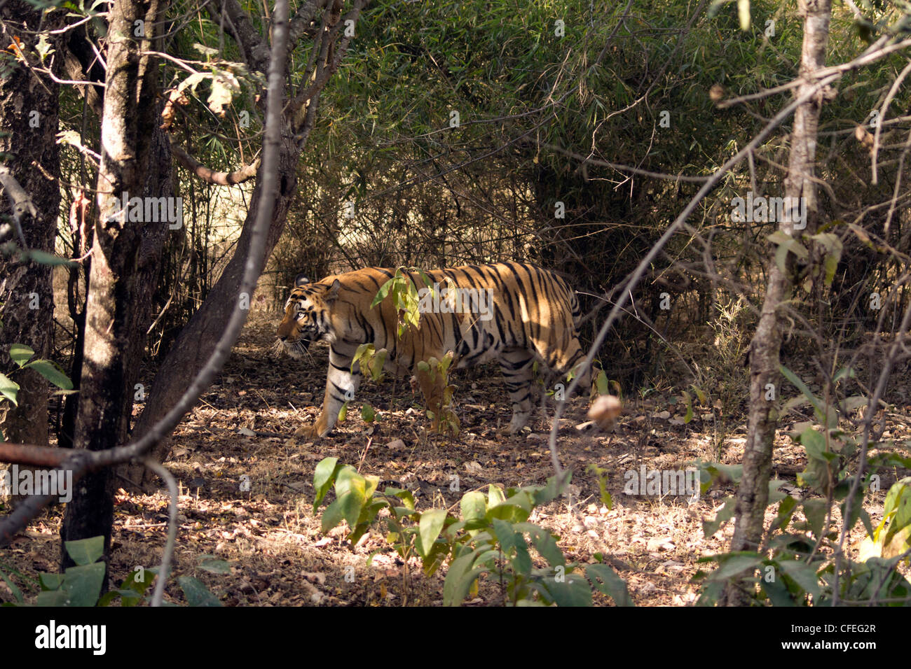 Blue Eyed tiger déménagement autour de Bandhavgarh National Park en Inde, les yeux bleus sont rarement vus dans un tigre. Banque D'Images