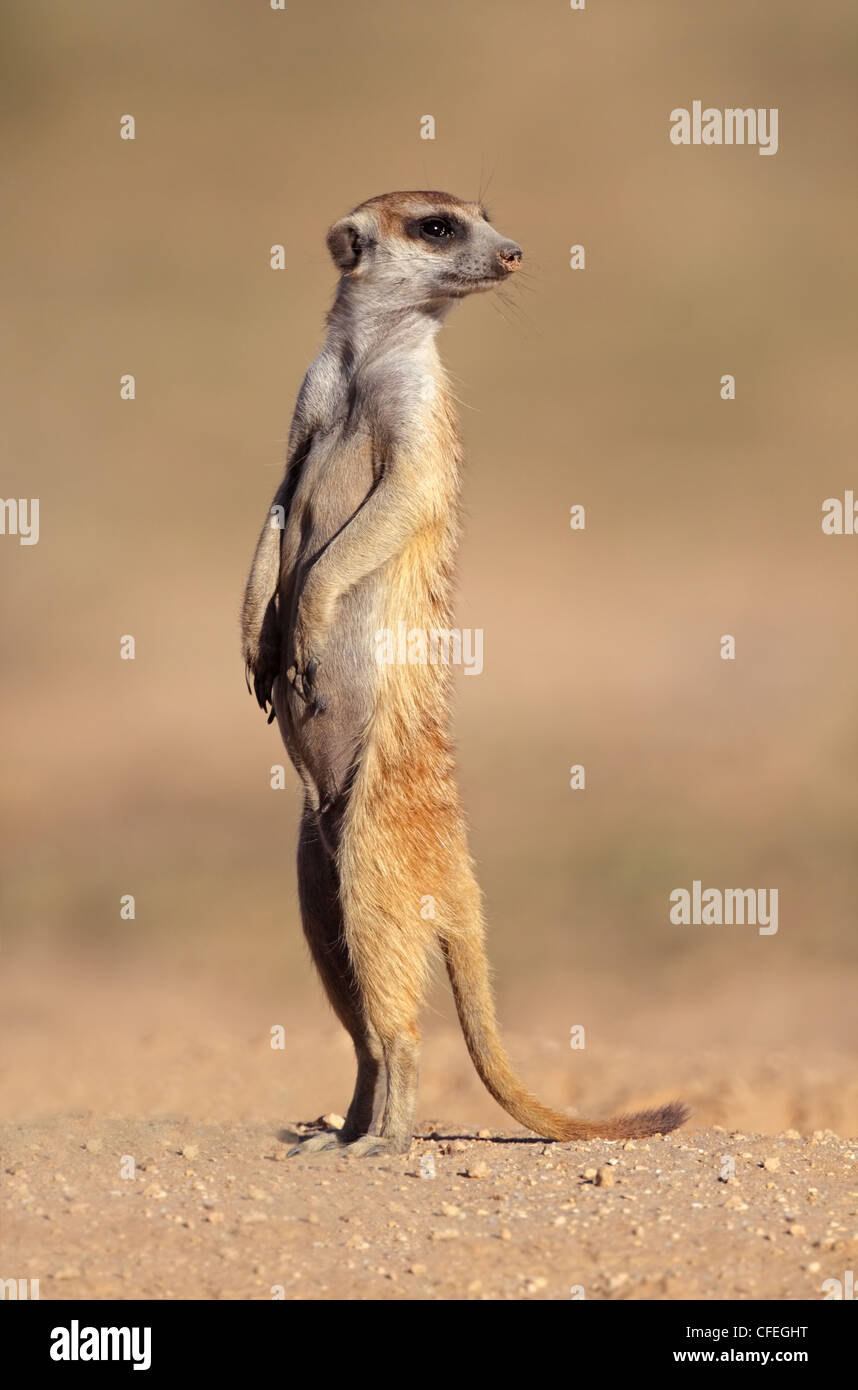 Meerkat alerte (Suricata suricatta) montent la garde, Kgalagadi Transfrontier Park, Afrique du Sud Banque D'Images