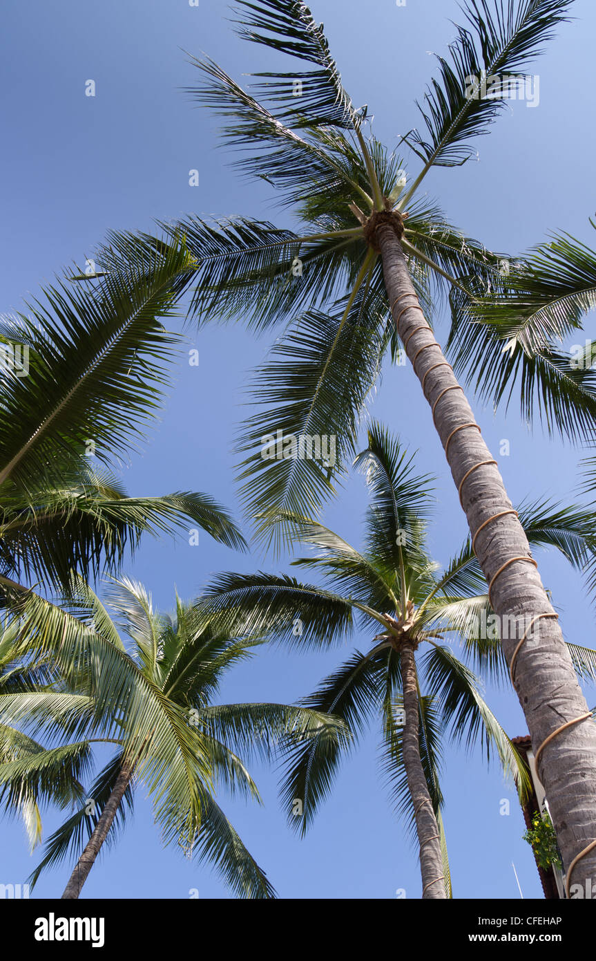 Un groupe de palmiers spectaculaire éclairée par un ciel bleu Banque D'Images
