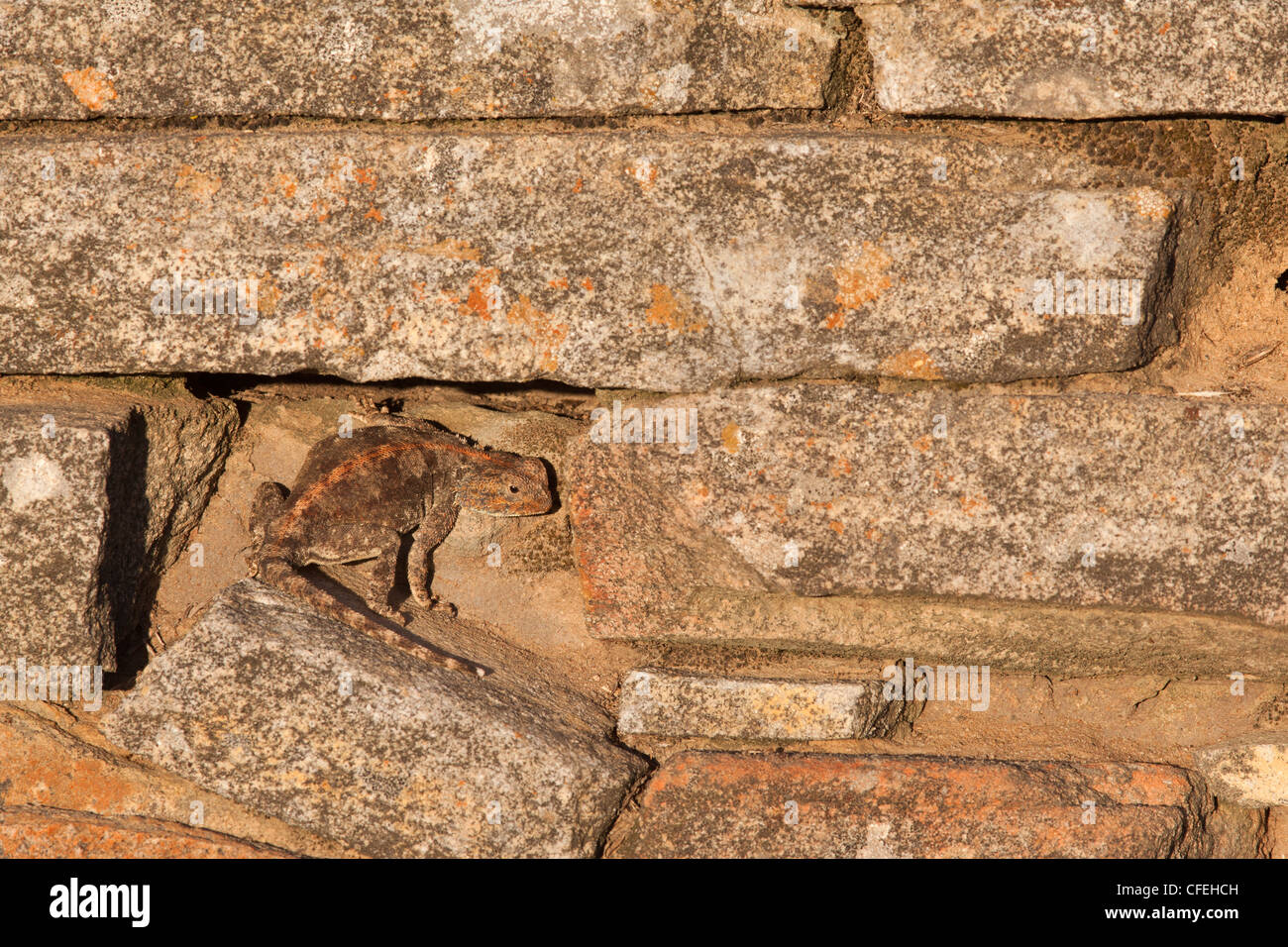 Agama agama, Southern rock atra atra, Papkuilsfontein ferme, Nieuwoudtville, Northern Cape, Afrique du Sud Banque D'Images