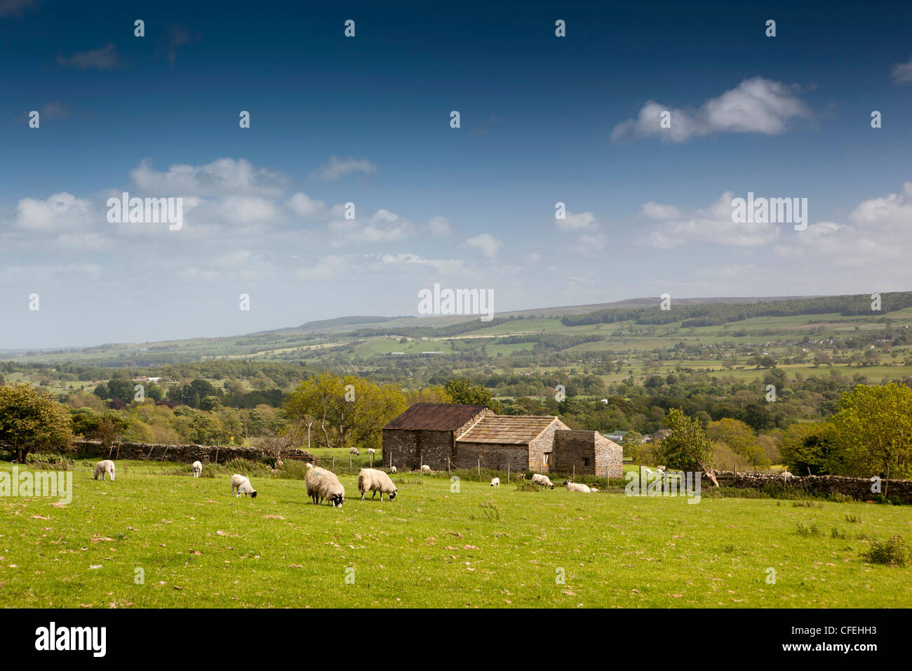 Royaume-uni, Angleterre, dans le Yorkshire, Wensleydale, Bolton, Château des moutons paissant Banque D'Images