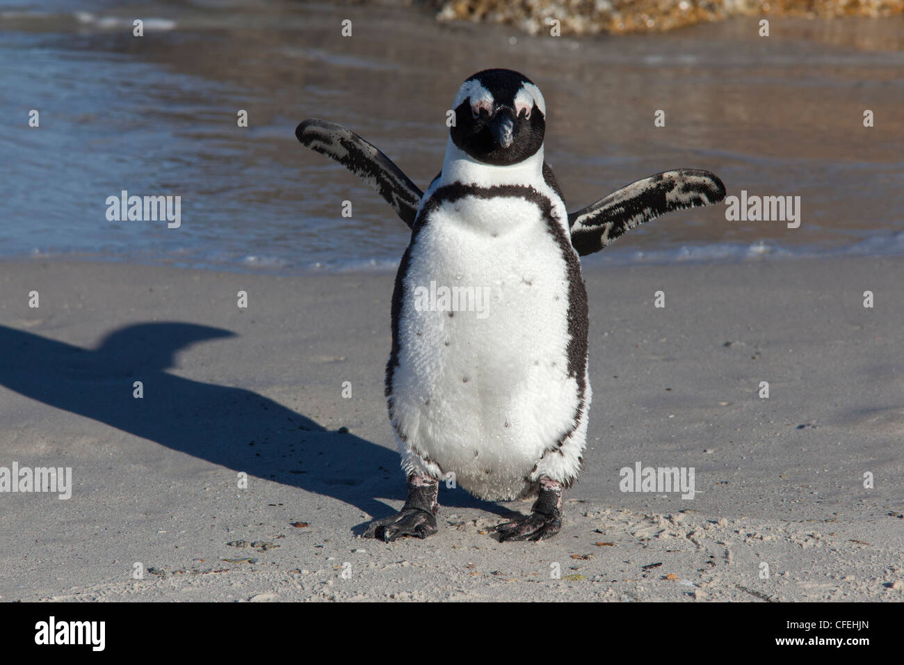 Manchot Spheniscus demersus,, parc national de Table Mountain, Cape Town, Afrique du Sud Banque D'Images