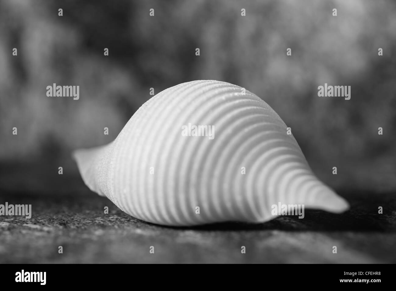 Une seule pièce de conchiglie (ou la mer-shell) de pâtes sur la photo contre une surface en pierre sombre. Également connu sous le nom de conchiglioni. Banque D'Images