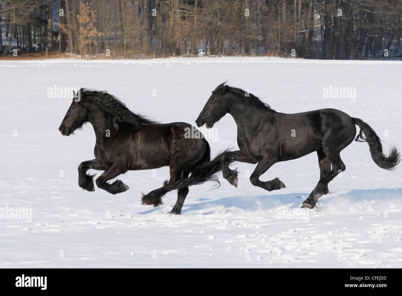 Le galop des chevaux frisons en hiver Banque D'Images