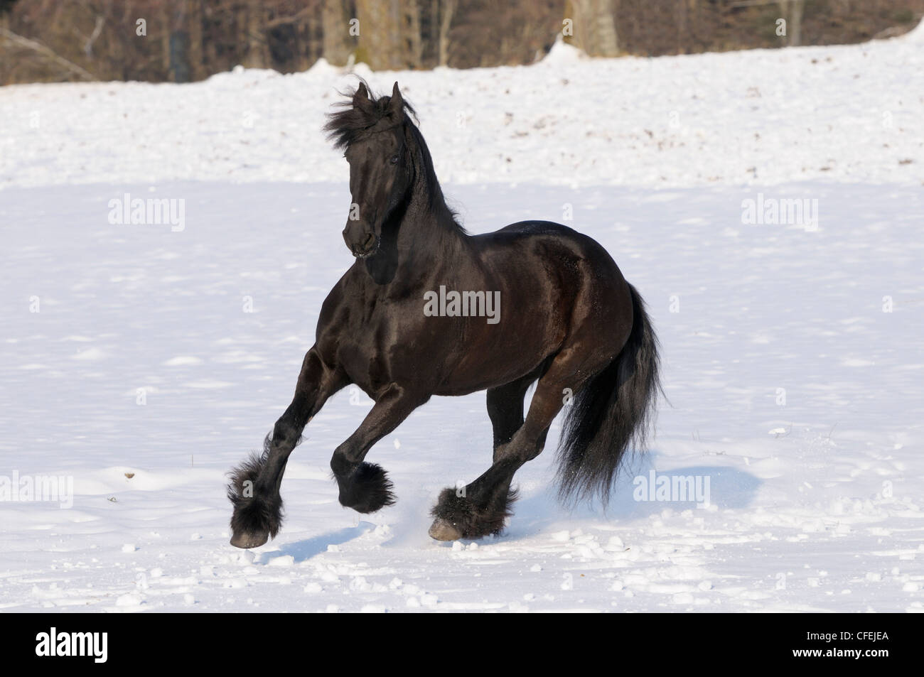 Cheval frison galoper en hiver Banque D'Images