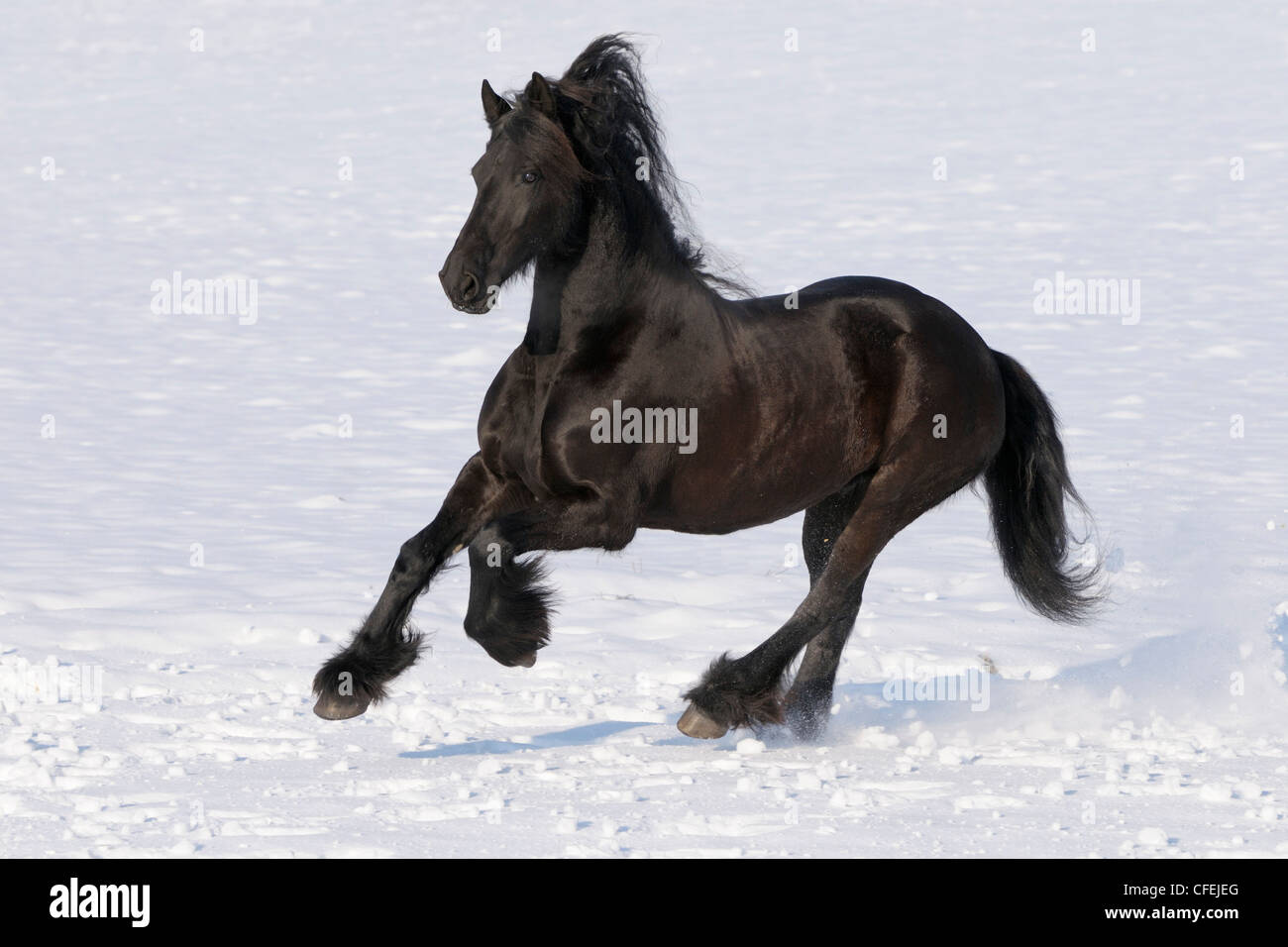 Cheval frison galoper en hiver Banque D'Images