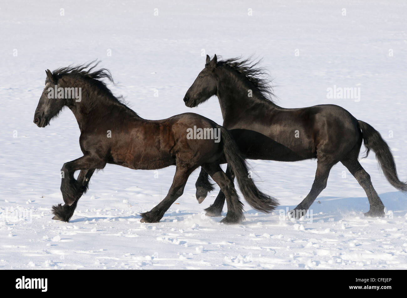 Deux chevaux frisons galopant en hiver Banque D'Images