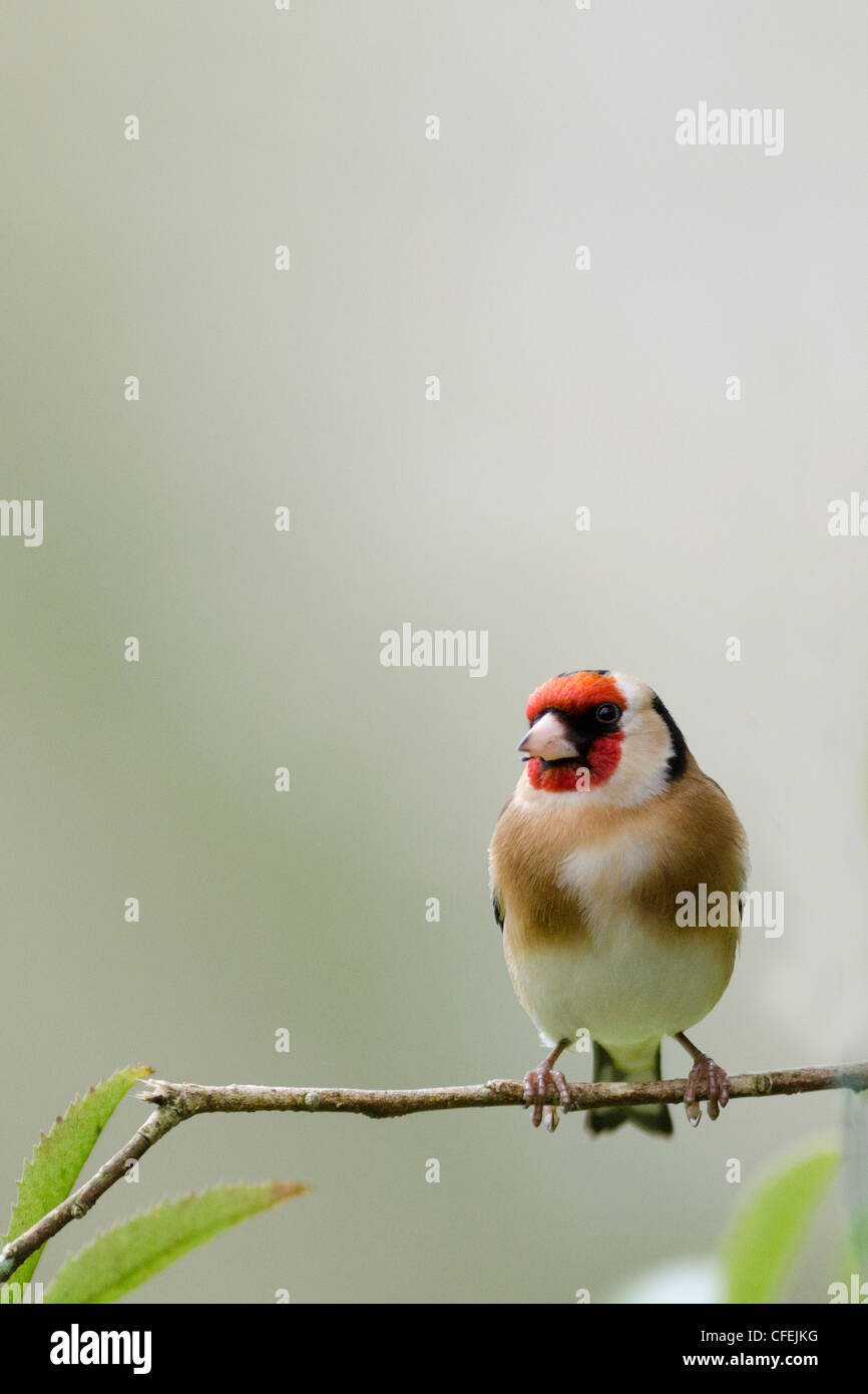 Chardonneret élégant Banque D'Images