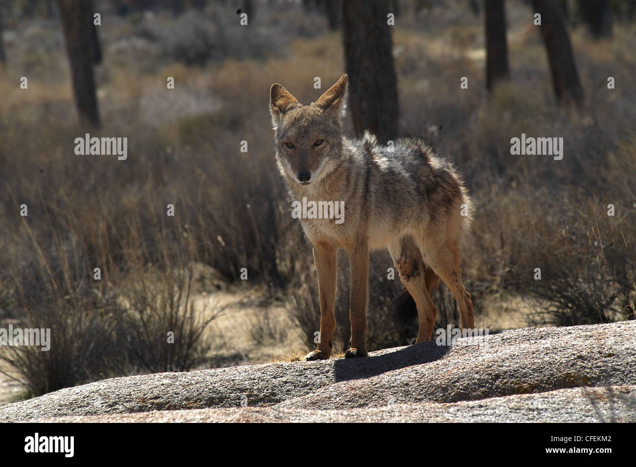 La chasse au coyote du désert de Joshua Tree National Park en Californie Banque D'Images