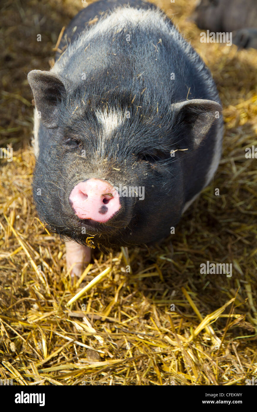 Le cochon vietnamien ou cochon ventru - Photos Futura