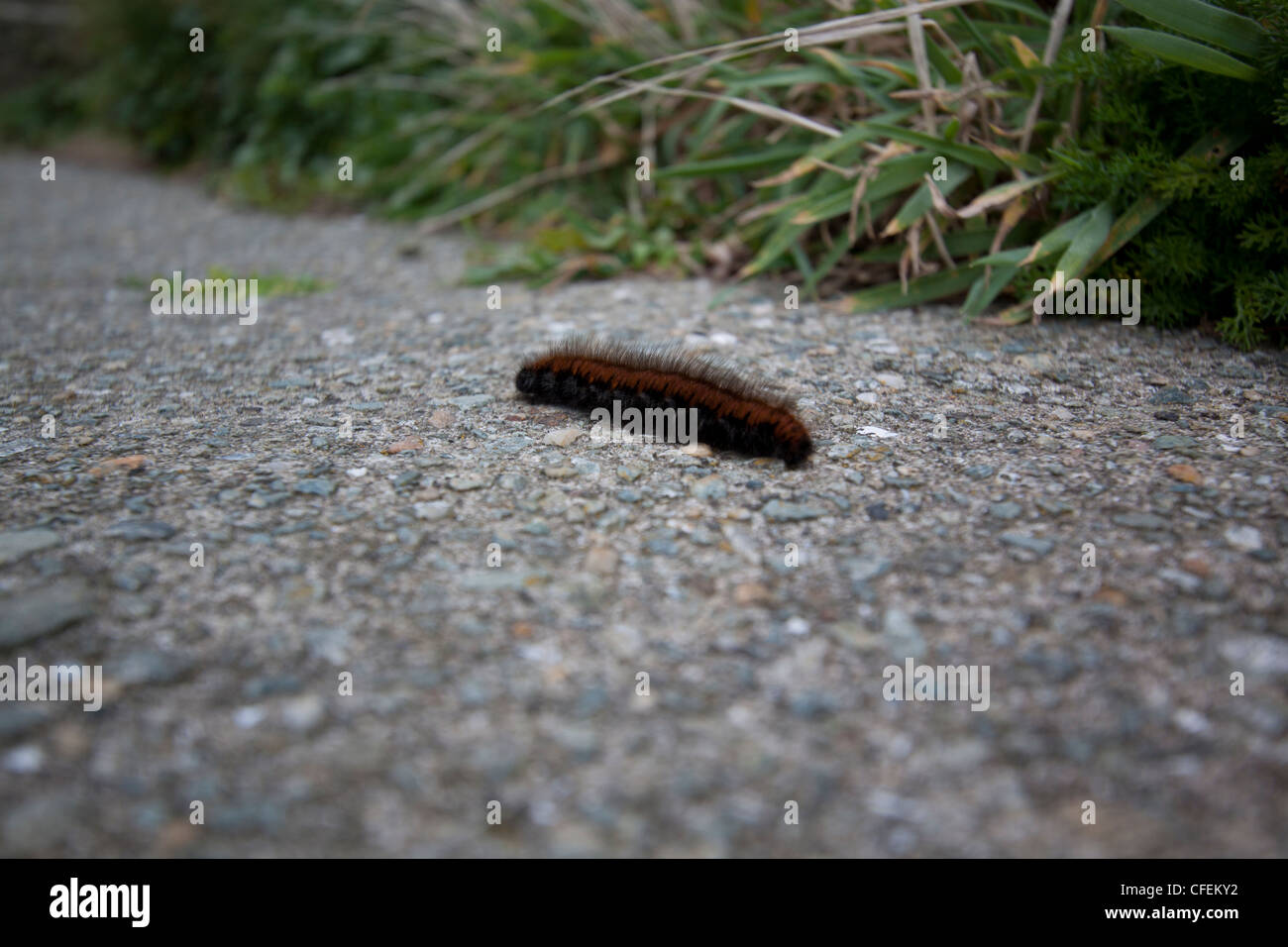 Fox Moth Caterpillar Banque D'Images