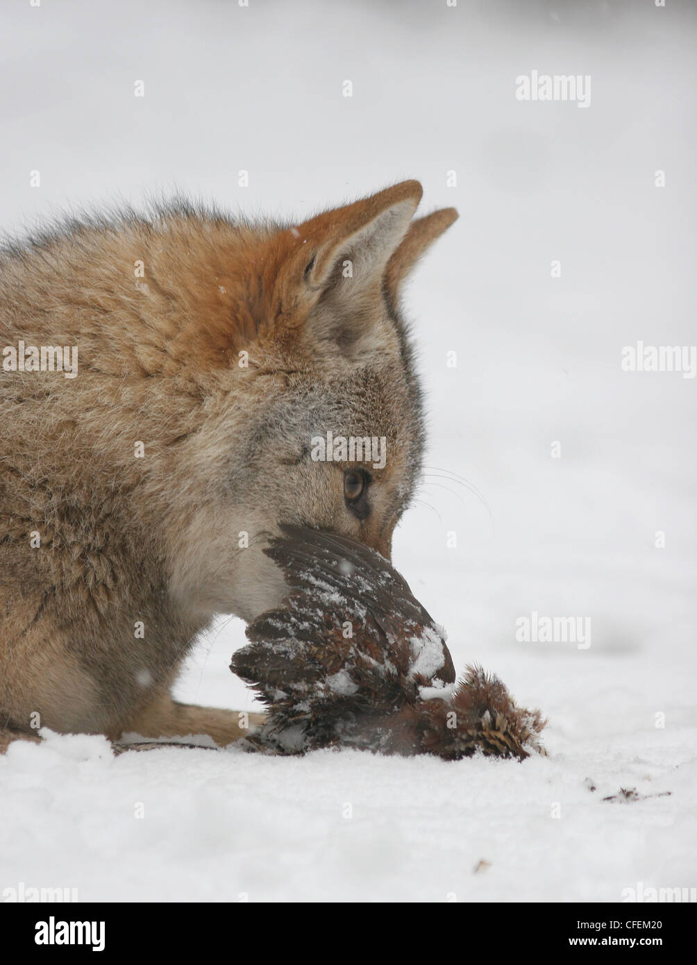 Le coyote chasse en neige avec Colin de proie en Ohio Banque D'Images