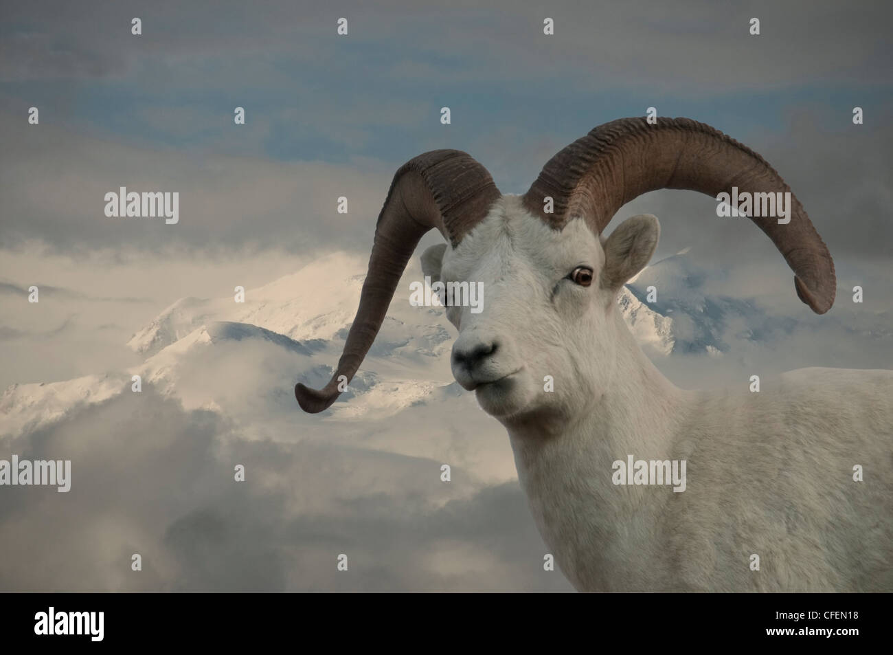 Le mouflon de Dall (Ovis dalli) Ram et la chaîne de l'Alaska, le parc national Denali, en Alaska. Banque D'Images