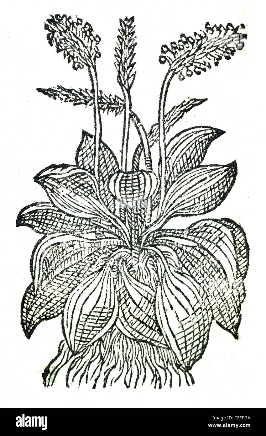 Illustration ancienne du XVIIIe siècle coupe de bois botanique du grand Plantain / Plantago Major  Plantago latifolia sinuata, Bauhin. / Plantago Major, Matt. Banque D'Images