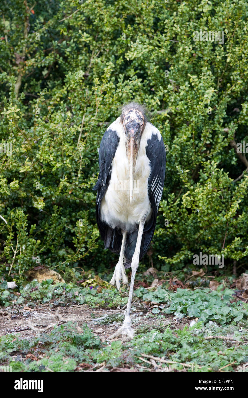 Flamant rose (Phoenicopterus ruber crumeniferus Marabou Stork Banque D'Images