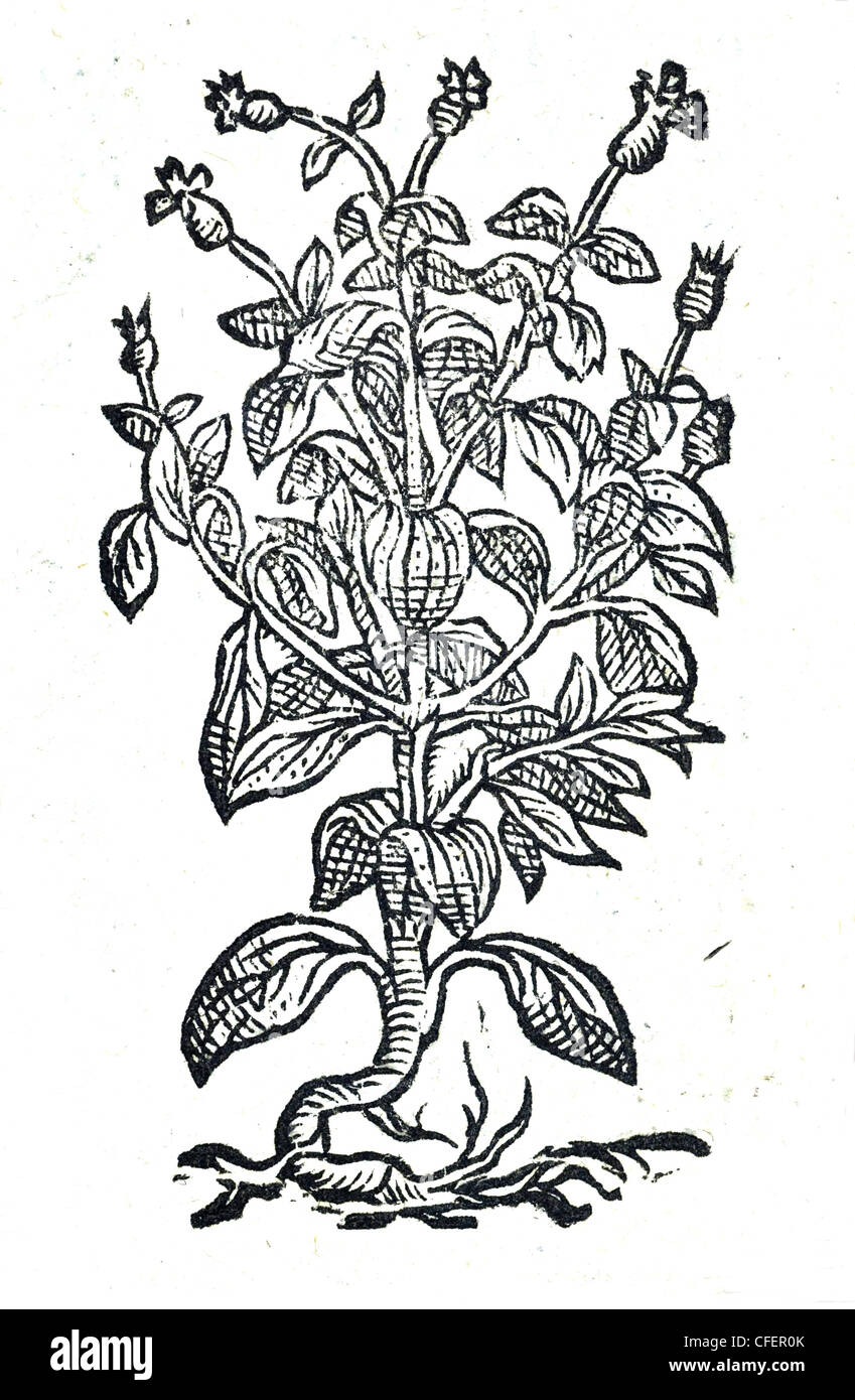 18e siècle gravure sur bois ancien jardin botanique de basilic sauvage  Lychnis sylv. alba simplex, Bauhin. / Ocymastrum seu ramulosa, Matt. et al. / Fr. Basilic sauvage Banque D'Images