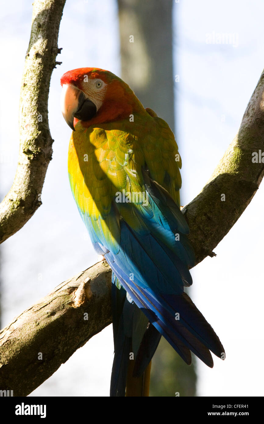 Parrot est assis sur une branche-bleu et jaune Ara ararauna Ara Ara Catalina Banque D'Images