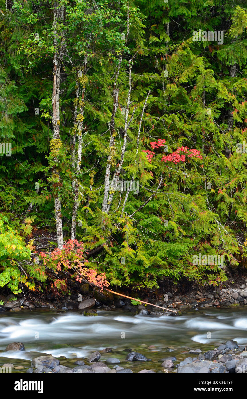 Les érables de vigne dans couleurs d'automne le long de la rivière du nord de l'Oregon à Santiam Cascades. Banque D'Images