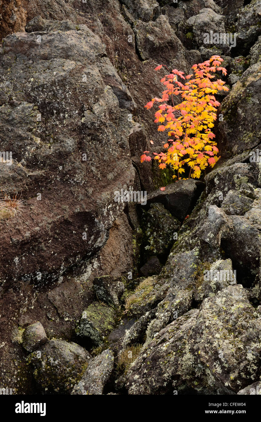 Vine maple en automne couleur dans un champ de lave de l'Oregon en haut des Cascades. Banque D'Images