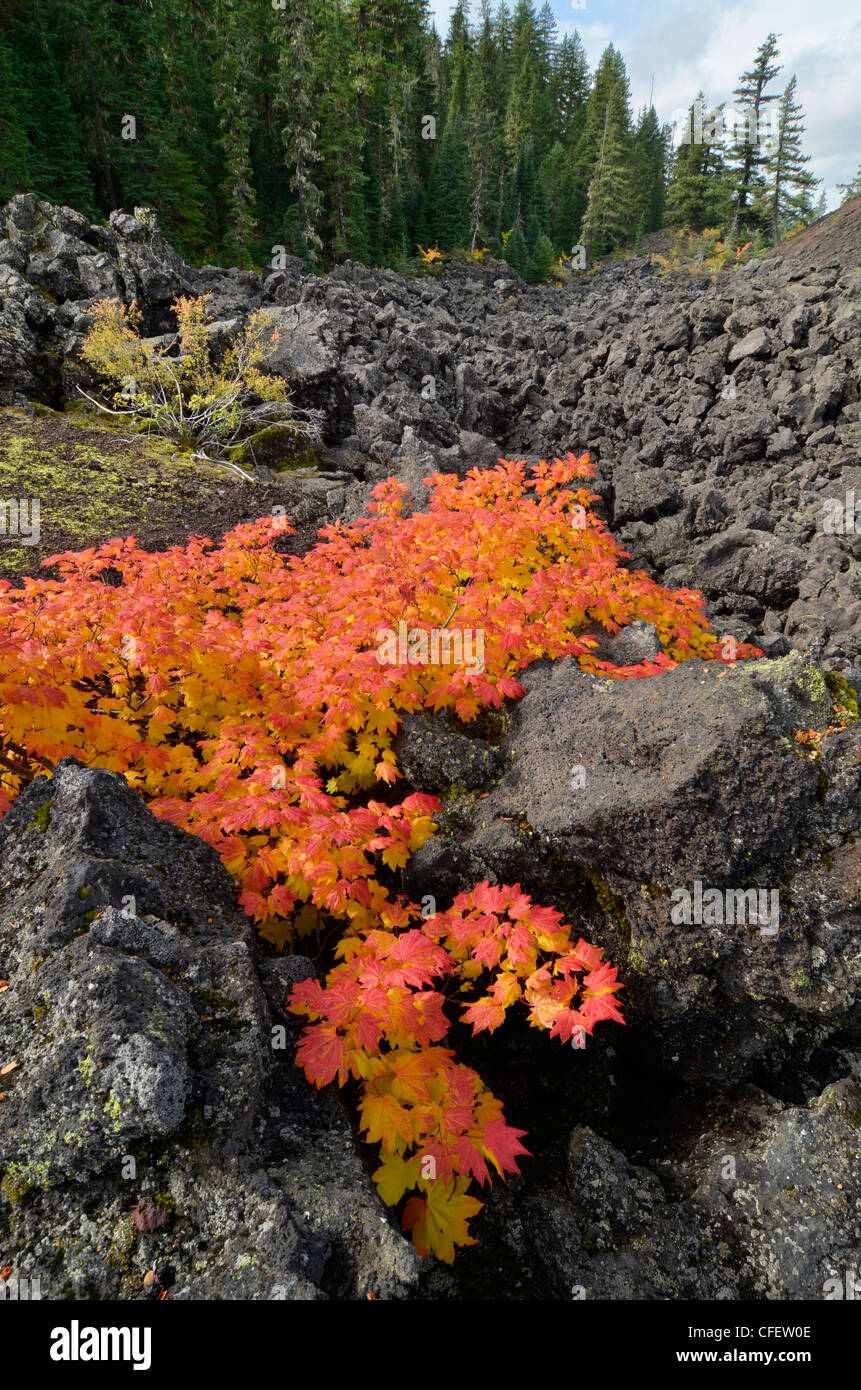 Vine maple en automne couleur dans un champ de lave de l'Oregon en haut des Cascades. Banque D'Images