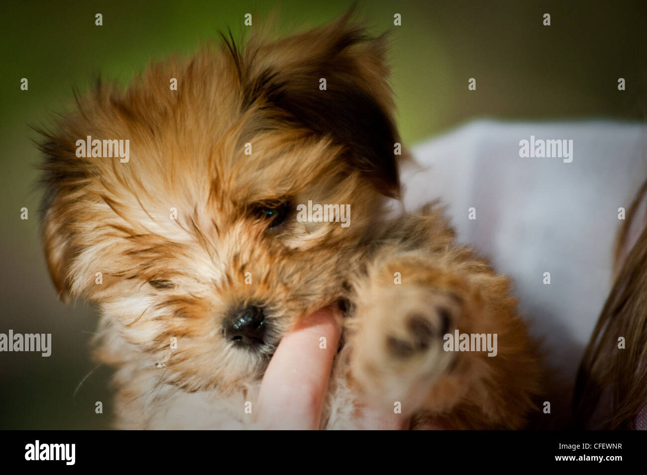 Un chiot mignon Banque D'Images