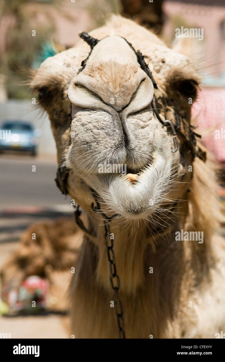 Gros plan de chameau dans le désert du Sinaï égyptien Banque D'Images