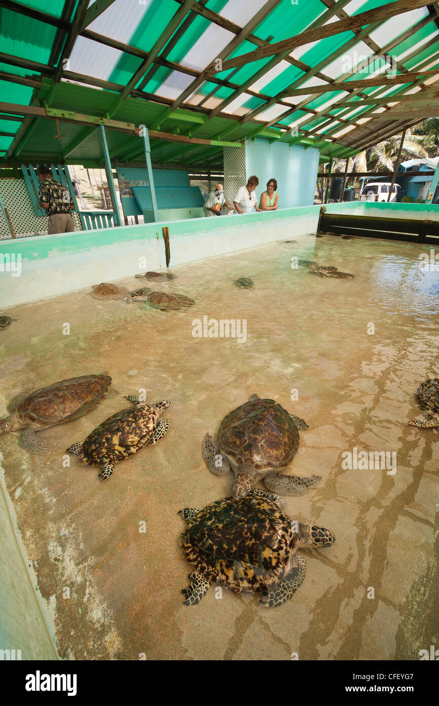 Old Hegg Turtle Sanctuary, Bequia, St Vincent et les Grenadines, îles du Vent, Antilles, Caraïbes, Amérique Centrale Banque D'Images