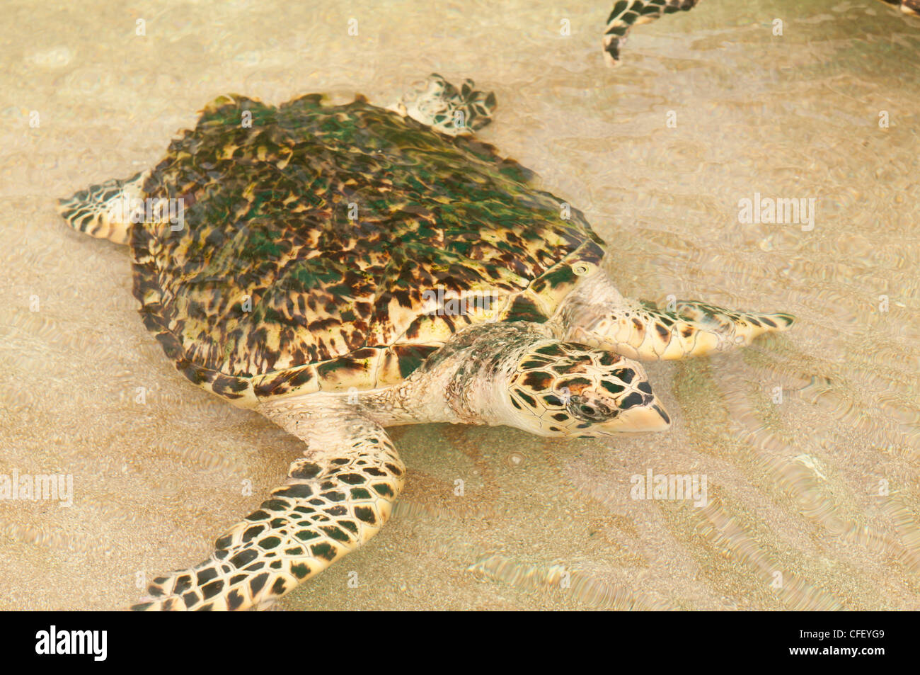 Old Hegg Turtle Sanctuary, Bequia, St Vincent et les Grenadines, îles du Vent, Antilles, Caraïbes, Amérique Centrale Banque D'Images