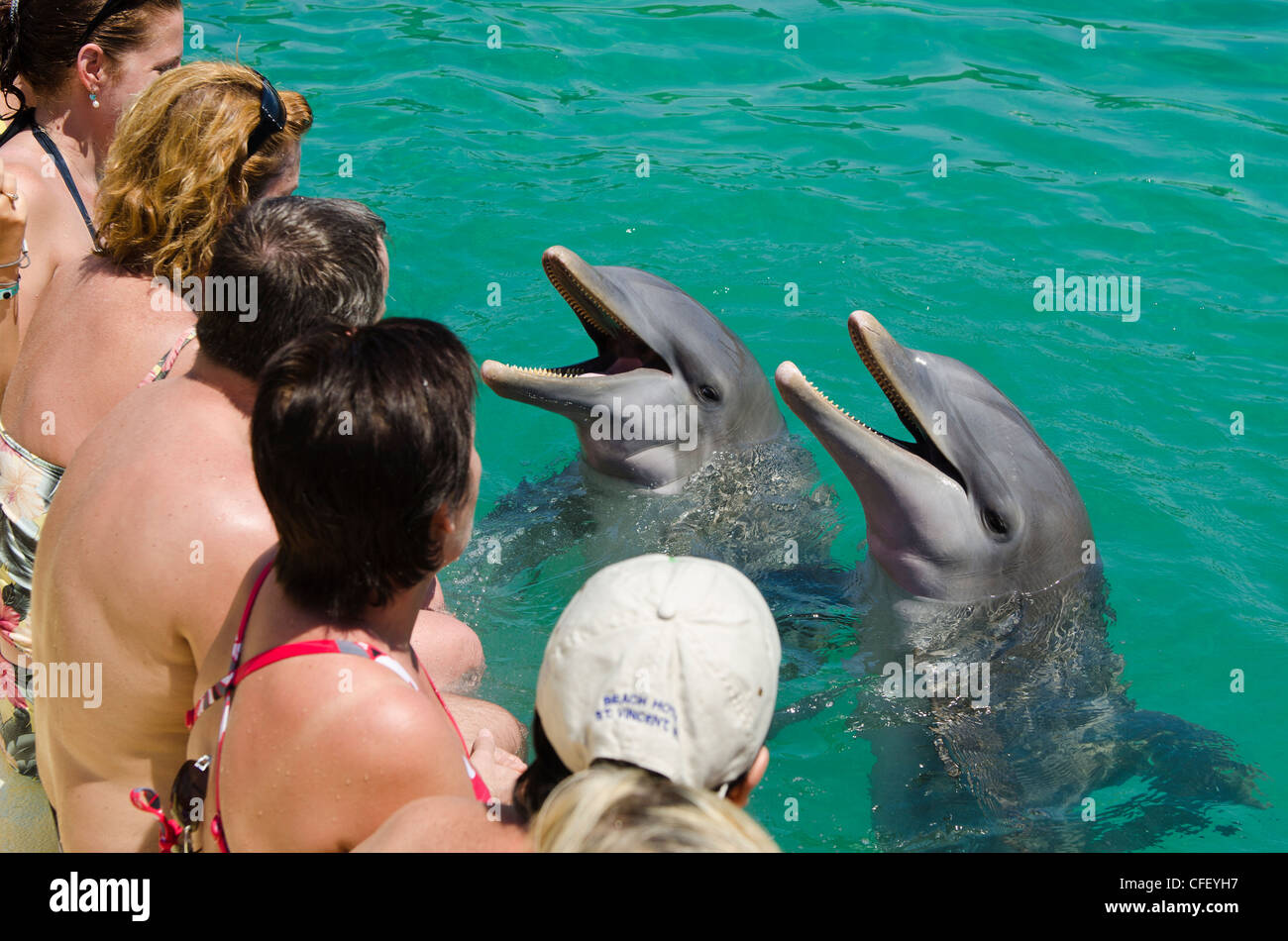 Rencontre de dauphins à Buena Vista Réserve de biosphère de l'UNESCO, l'établissement Buena Vista Bay, Cayo Santa Maria, Cuba, Antilles, Caraïbes Banque D'Images
