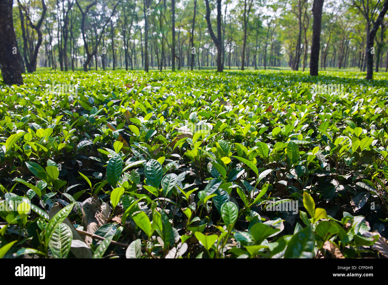 L'Assam, au nord-est de l'Inde, l'Inde, l'Asie Banque D'Images