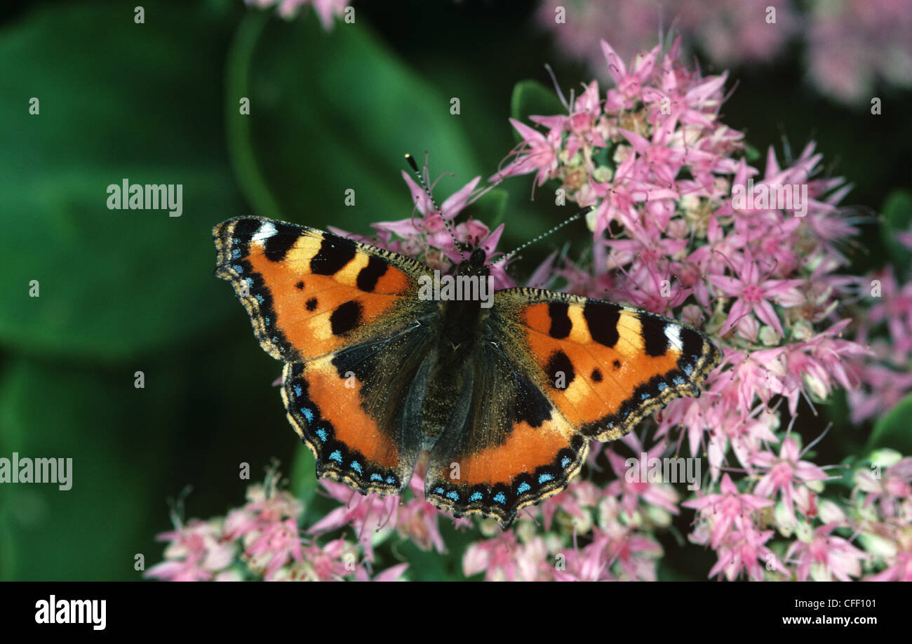 Petit papillon écaille (Aglais urticae) papillons sur plante Sedum spectabile Banque D'Images