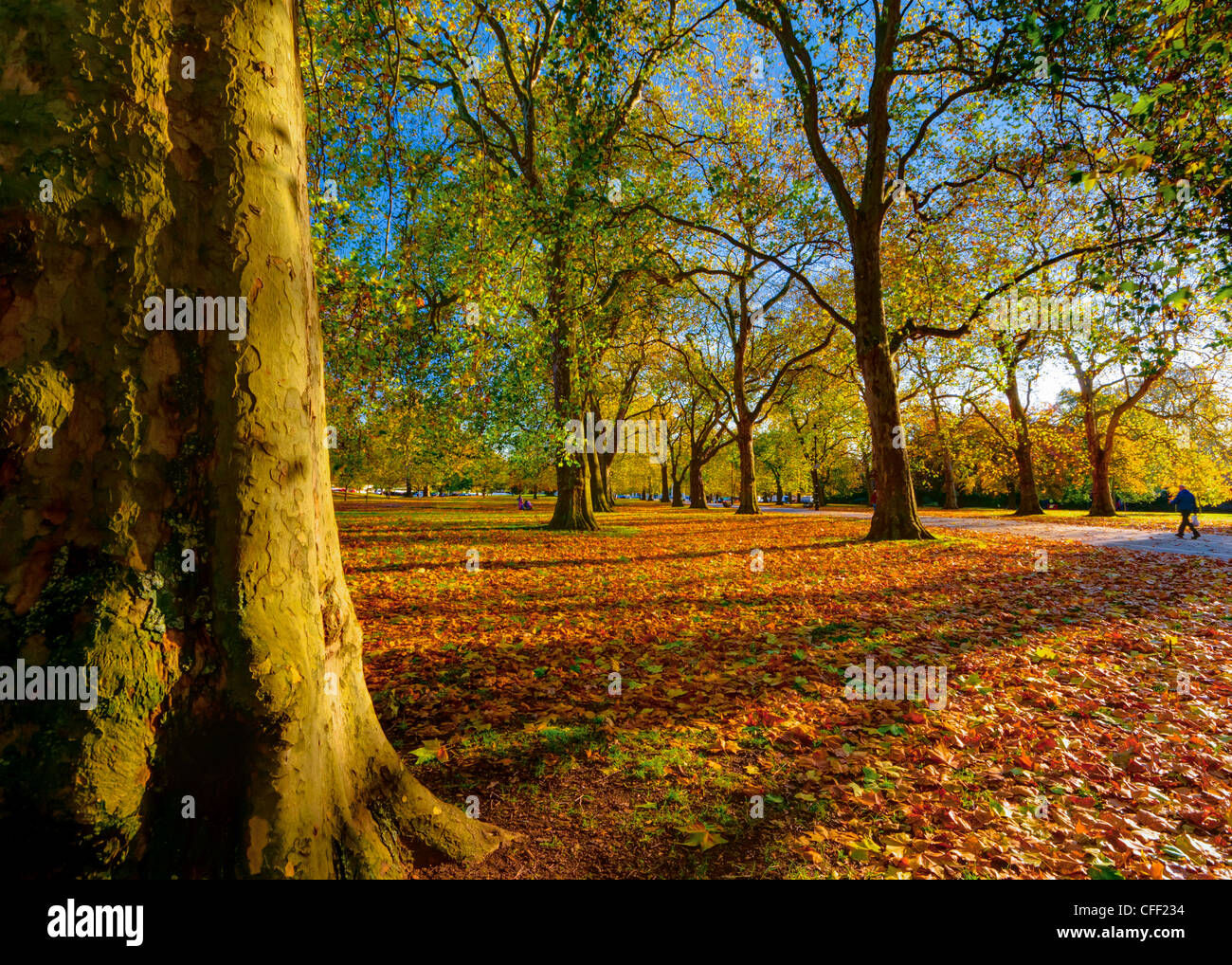 Hyde Park à l'automne, Londres, Angleterre, Royaume-Uni, Europe Banque D'Images