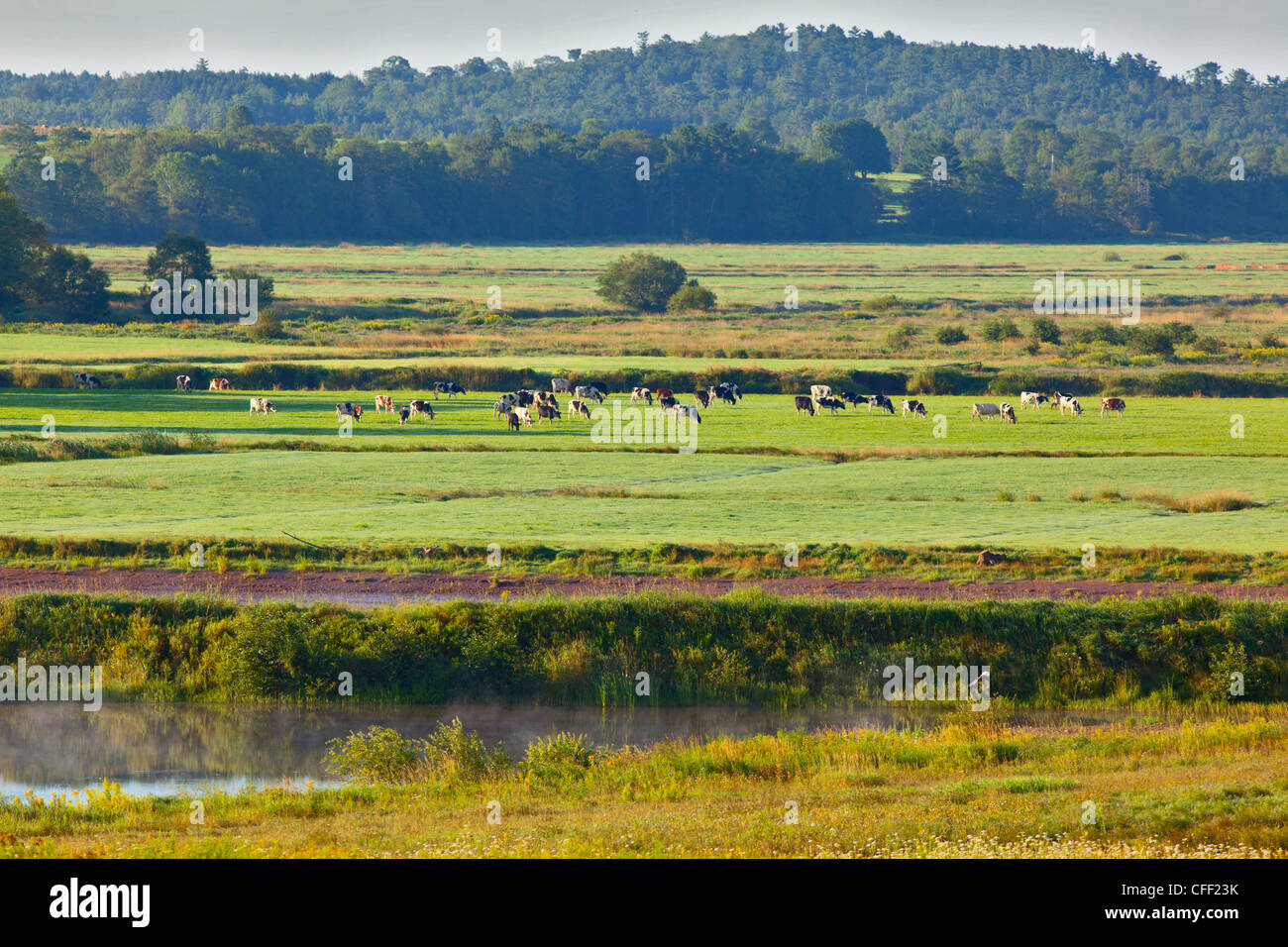 Le pâturage des vaches laitières, Schubenacidae, Nova Scotia, Canada Banque D'Images