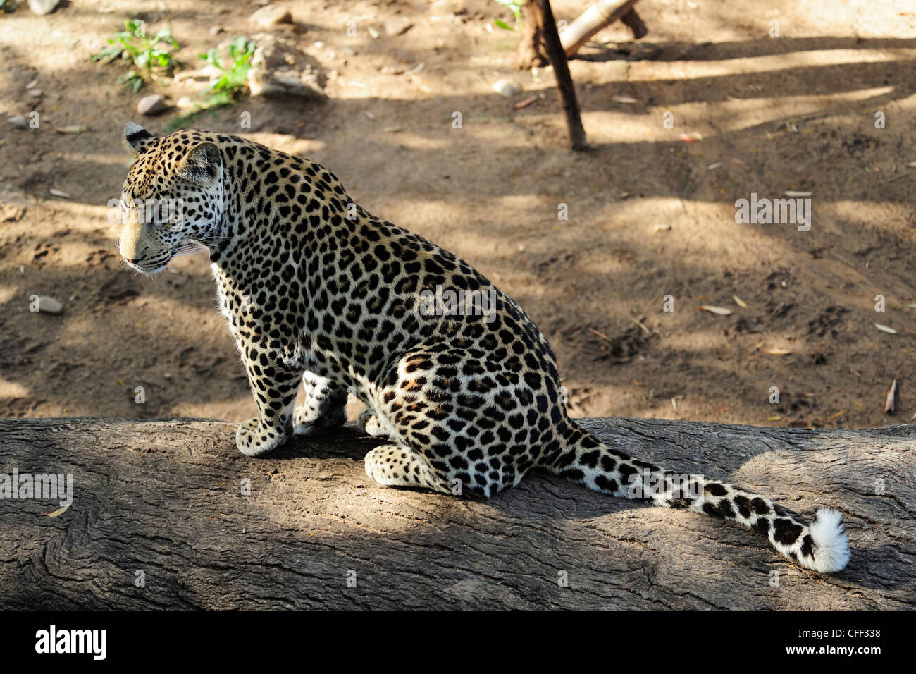 Leopard en captivité (Panthera pardus), Cango Wildlife Ranch près de Oudtshoorn, Western Cape, Afrique du Sud Banque D'Images