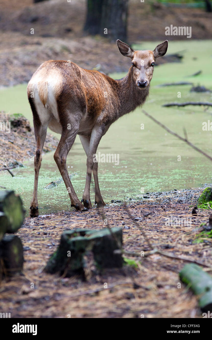 Red Deer (Cervus elaphus), Kent, Angleterre, Royaume-Uni, Europe Banque D'Images