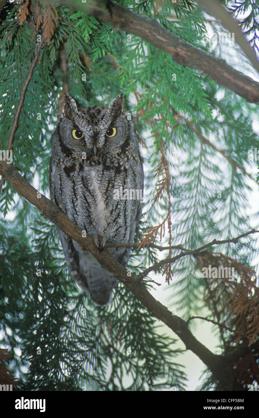 Le rare espèce macfarlanei Western-petit Banque D'Images