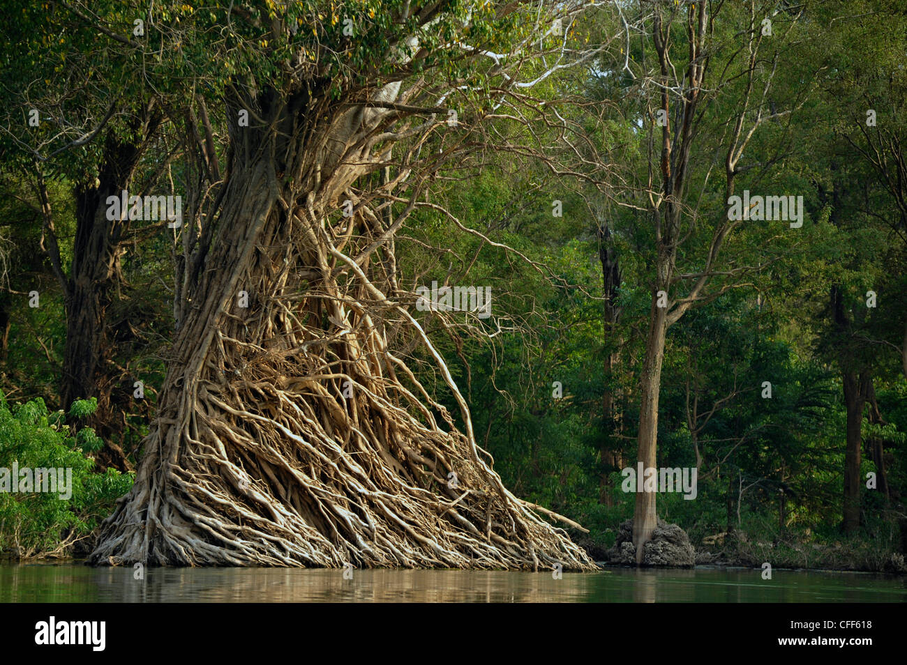 Arbre avec une majeure partie des racines aériennes dans le Mékong river north de Stung Teng, le Cambodge, l'Asie Banque D'Images