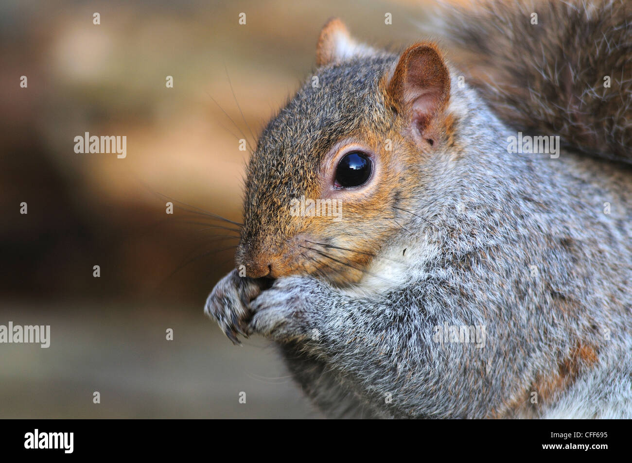 Un gros plan de la tête d'un écureuil gris de l'UK Banque D'Images