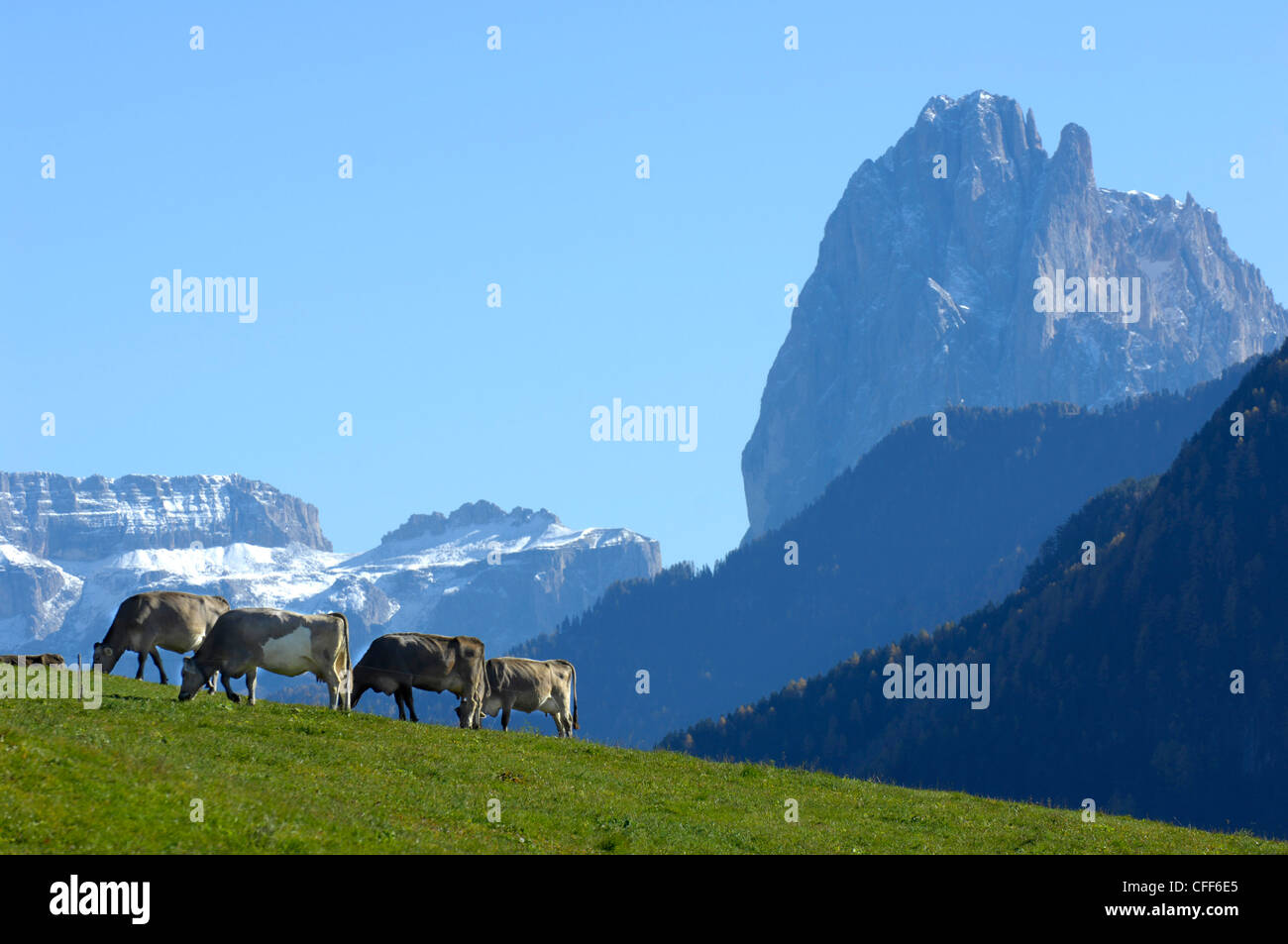 Vaches dans une prairie alpine à l'automne, Lajen, Valle Isarco, Tyrol du Sud, Italie, Europe Banque D'Images